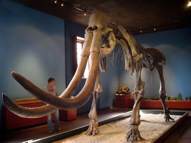 MX Wooly Mammoth